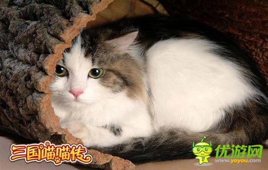 原來總統(tǒng)也愛養(yǎng)貓 《三國喵喵傳》貓靈養(yǎng)成記